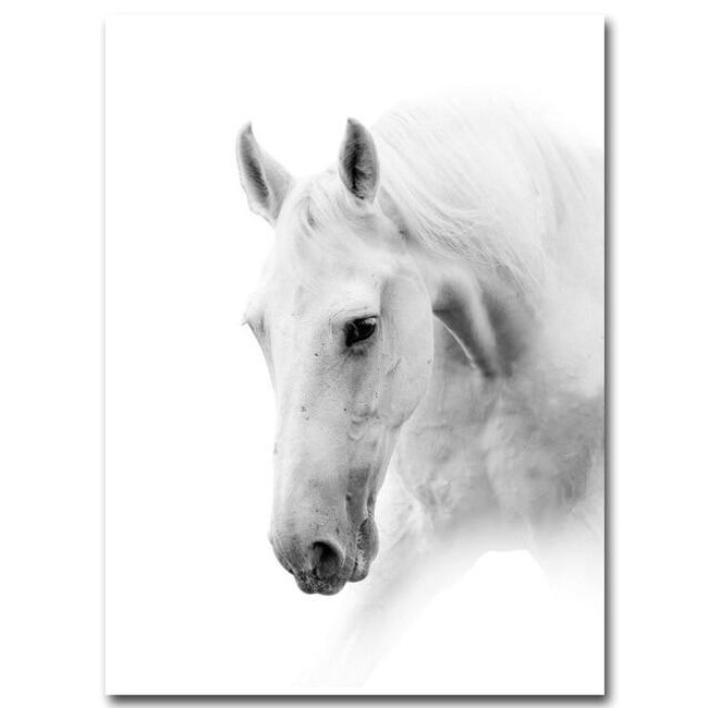 Obraz s bílým koňem 1