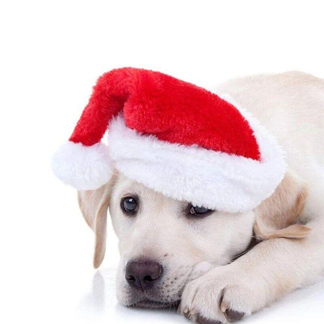 Czapki świąteczne dla psów Santa 1