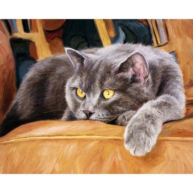 Malování podle čísel - britská kočka 1