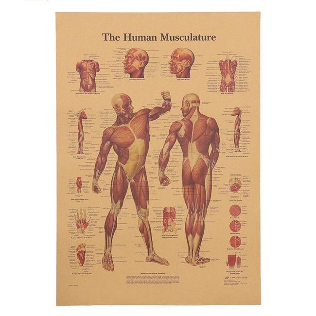 Poster Musculature 1