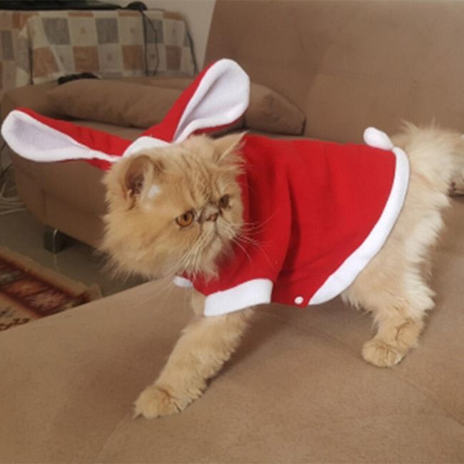 Obleka za mačke - zajec 1