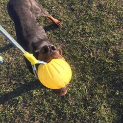 М'яч з мотузкою для собаки Nessia