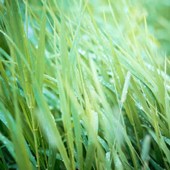 Palmaroza - cytrynowa trawa ozdobna 1