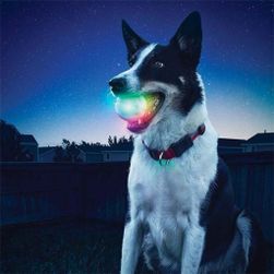 Minge strălucitoare pentru câini PD_1536933