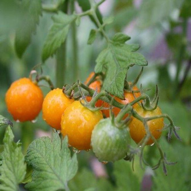Храстови домати MINIGOLD - семена 1