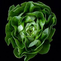 Seme zelene salate DEON