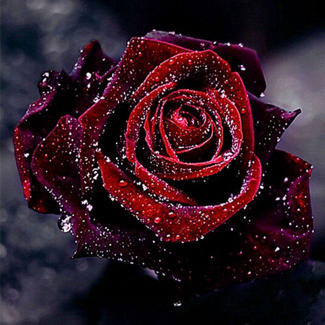 5D slika 30 x 30 cm - Rdeča vrtnica z roso 1