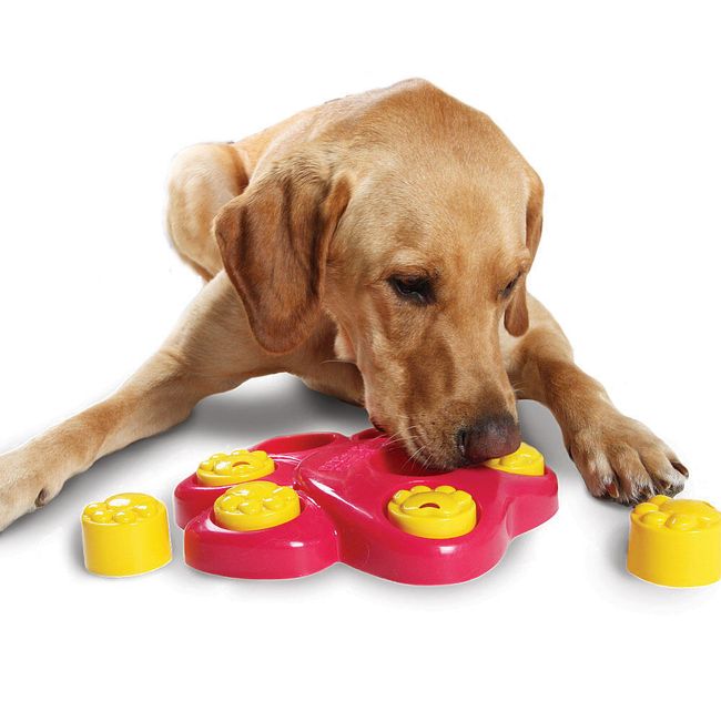 inteligentní hračka pro psy