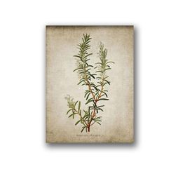 Herb botanical poster Thyme